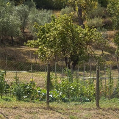 The villa has a vegetable garden too