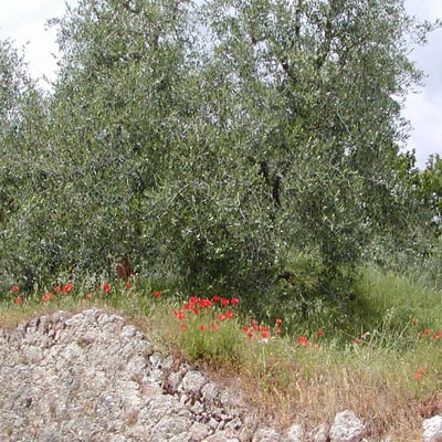 Ropoli Sotto | A Tuscan farmhouse set in an olive grove