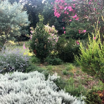 The garden