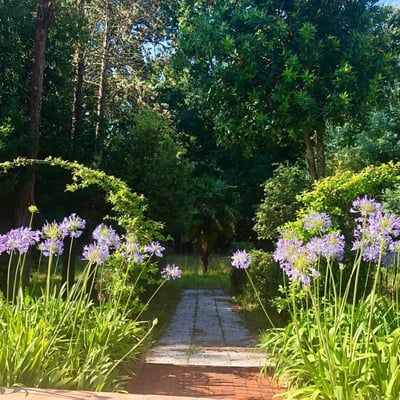 Well tended garden