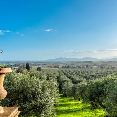 Olive groves stretch out in front of Bifora