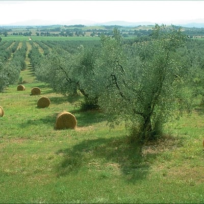 San Romito | Romantic apartment and roof terrace in Tuscan Olive Groves