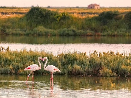 Birdwatching in Tuscany and Umbria