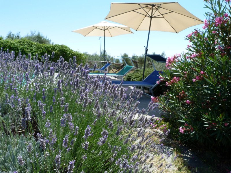 pool-and-lavender
