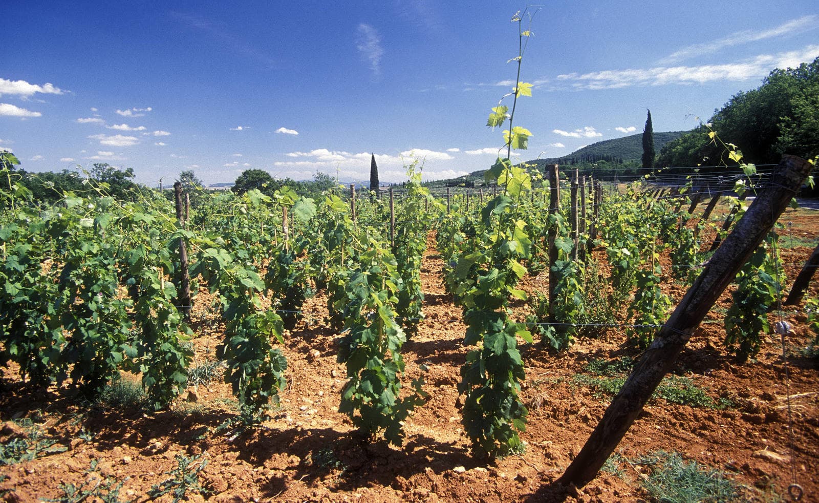 Vineyards around San Gimignano vineyard-sangim
