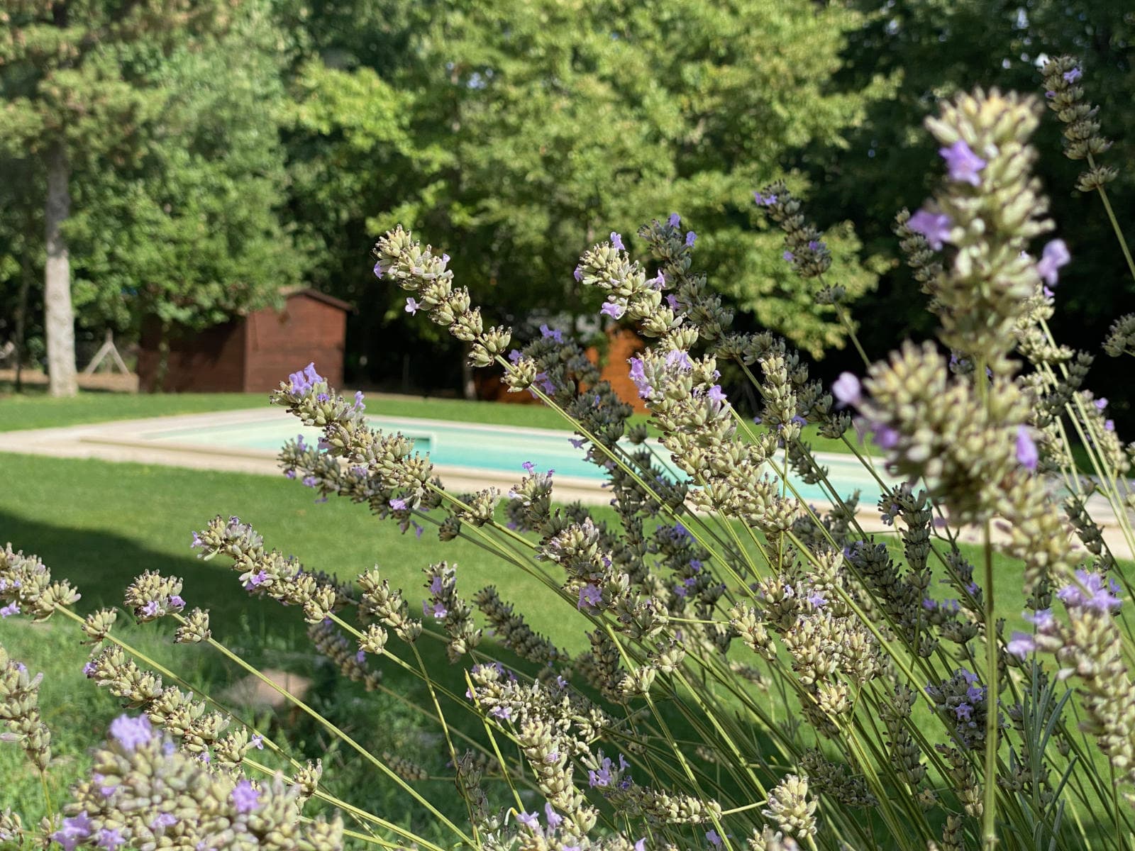 Villa di Mezzo, a villa for 8 close to Livorno lavender