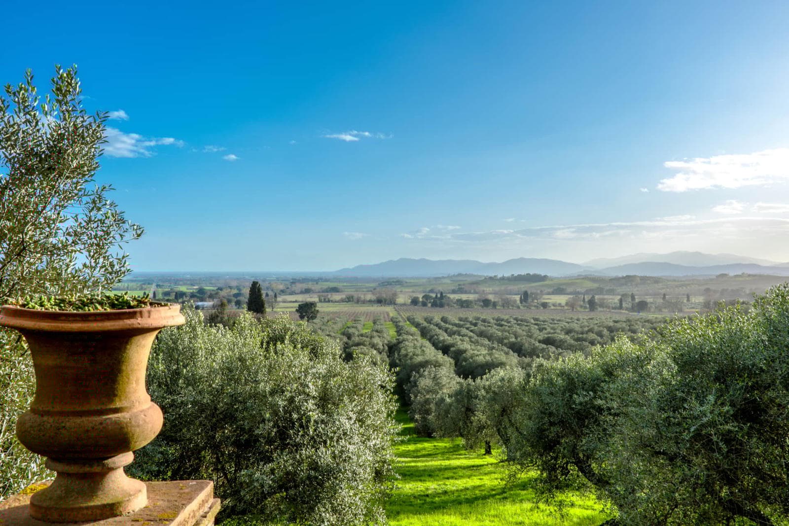 olive-groves