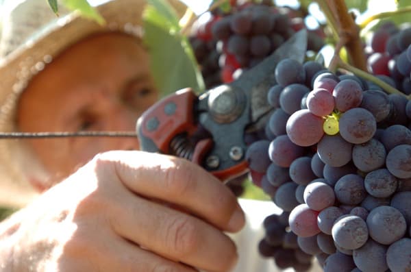 chianti-Vendemmia