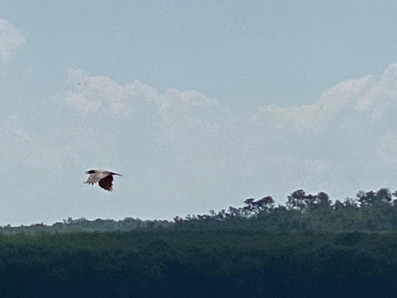 flight