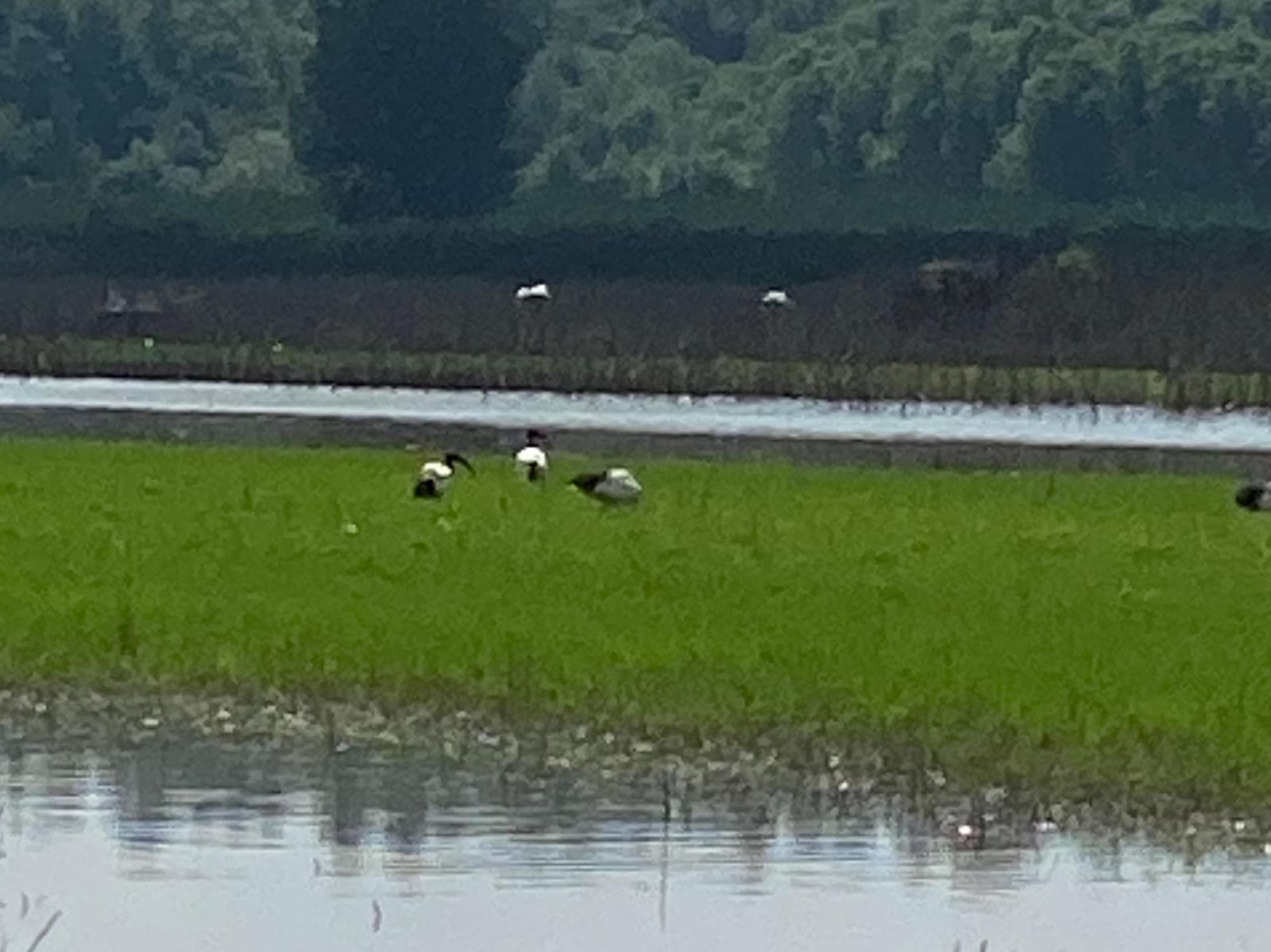 sacred-ibis