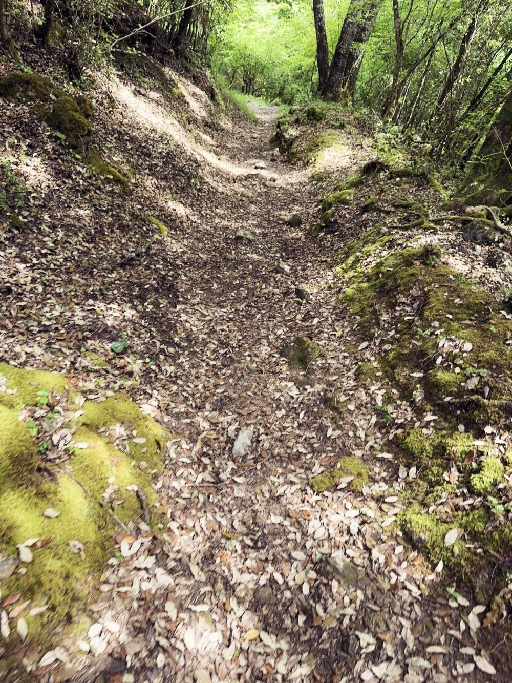 These tracks are perfect on a mountain bike berignone-track