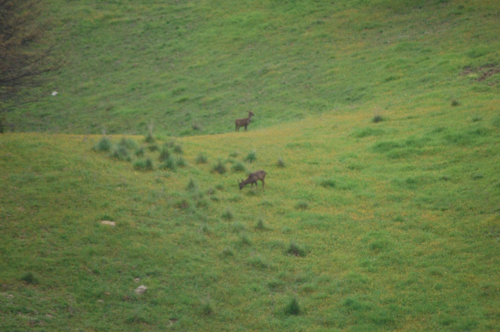 Deer spotted on an early morning trip in Tuscany deer-in-tuscany