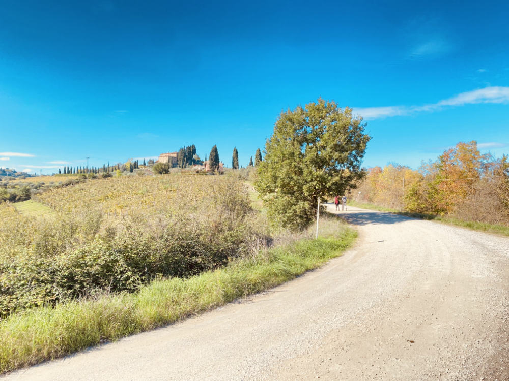 A typical strada bianca in the hills near San Gimignano strada-bianca-san-gimignano