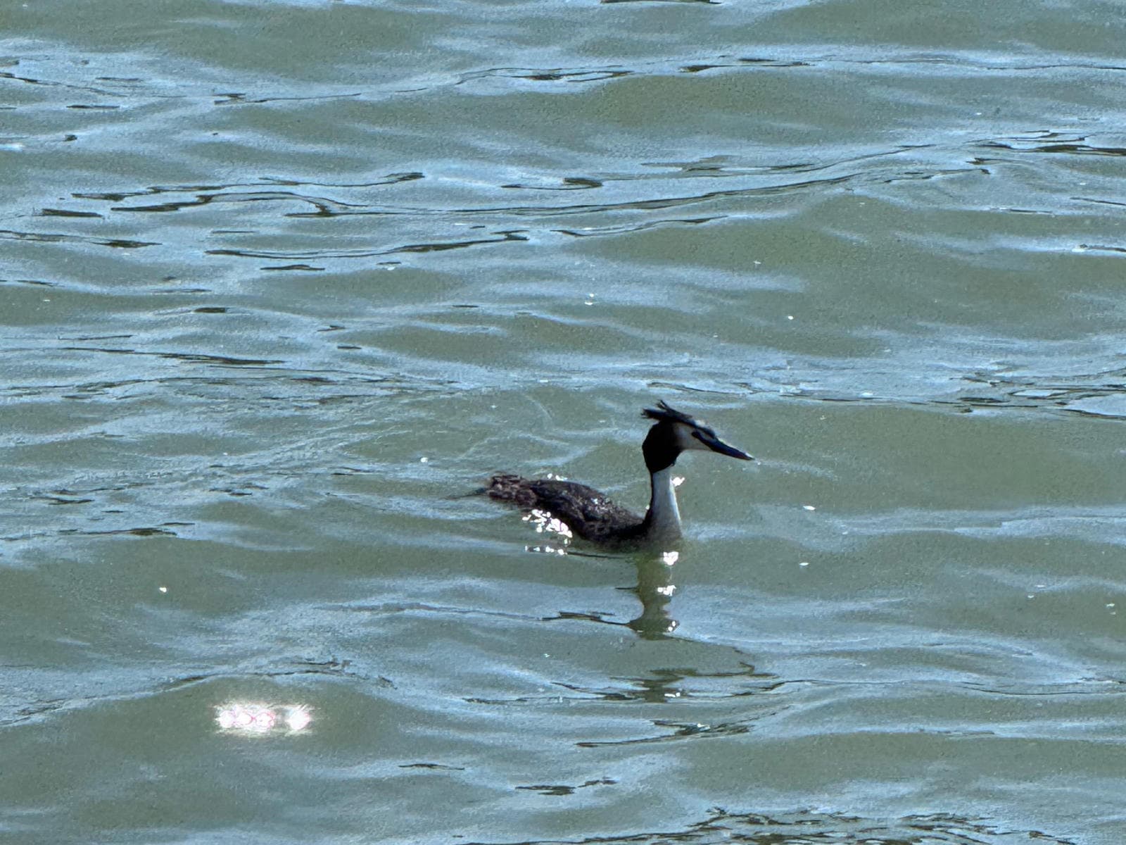 lago-trasimeno-grebe