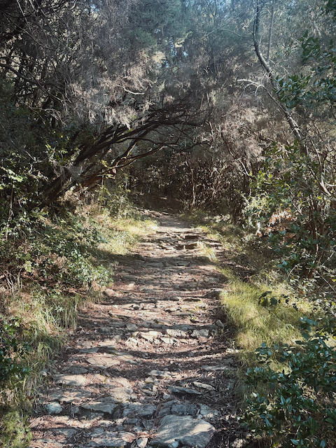 The path up through the woods towards the old monastery acquedotto-mediceo-pisa-path