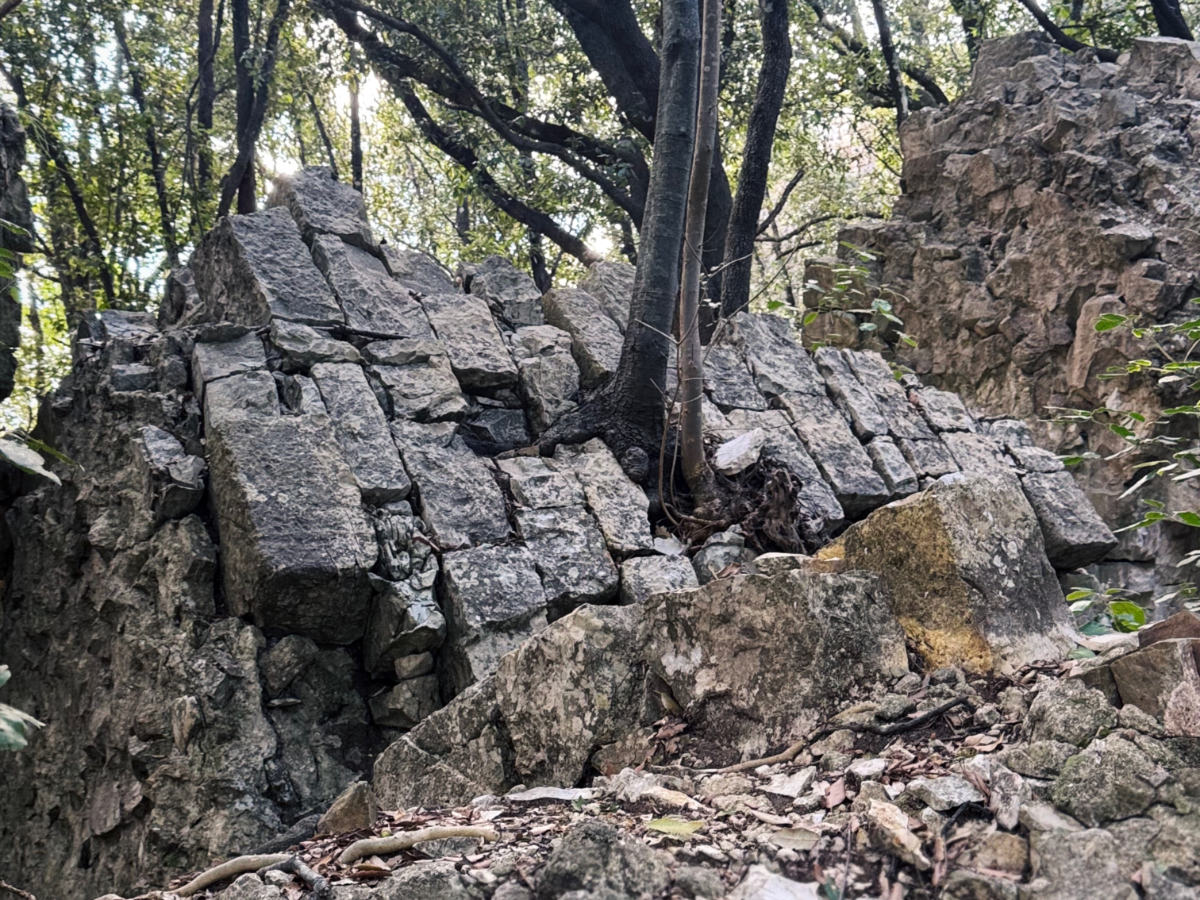 Trees grow through what's left of the castle castello-cerretacci5