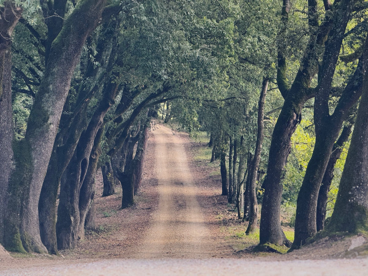 pipistrelli-avenue18