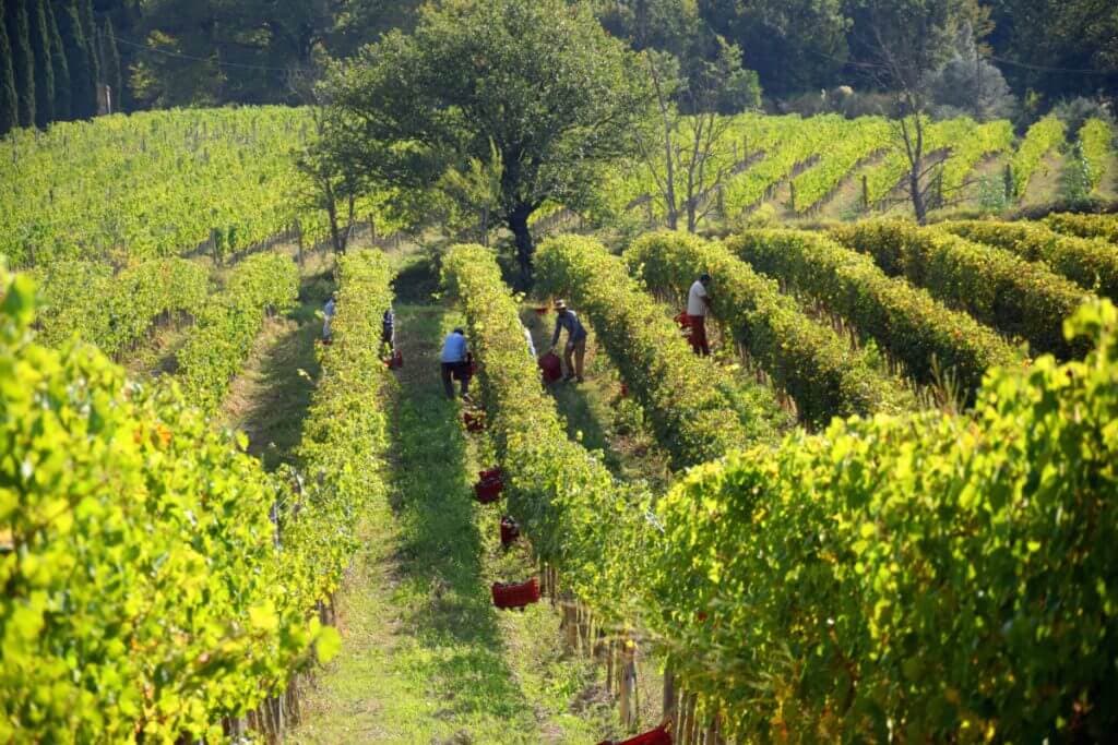 The vineyards surrounding Villa Scaparzi Vineyards in Tuscany